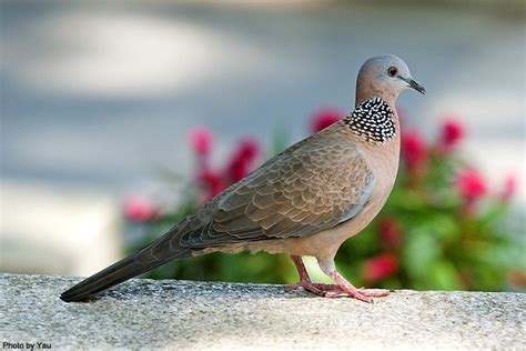 斑鳩幼鳥死亡|台灣‧台北‧珠頸斑鳩育雛日記 (上) (Spotted Dove。